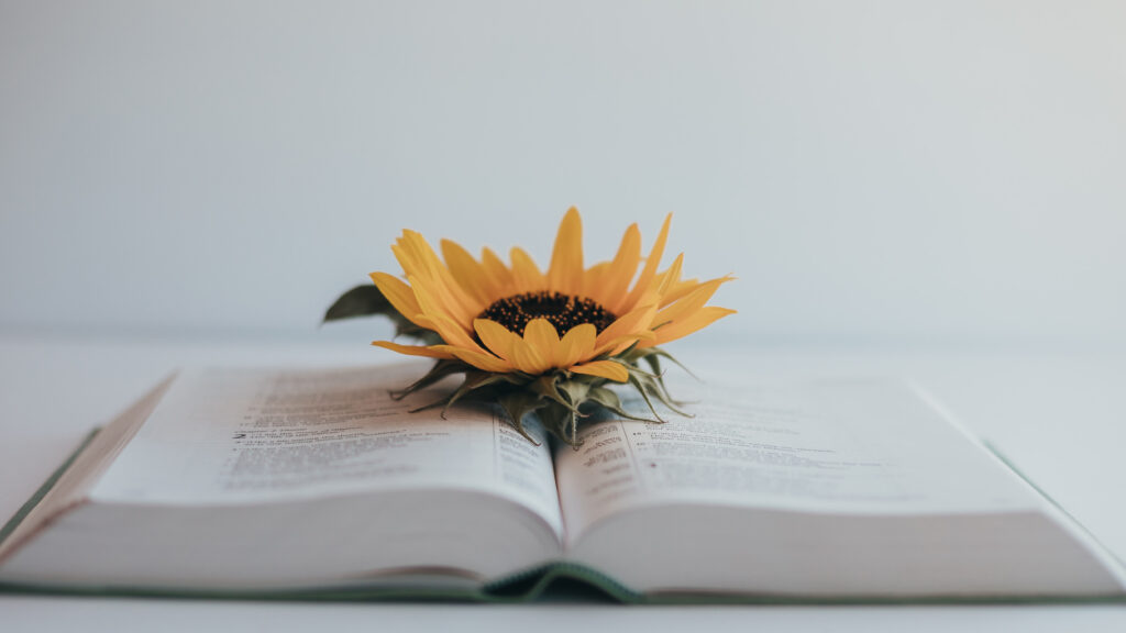 Sunflower on an open book