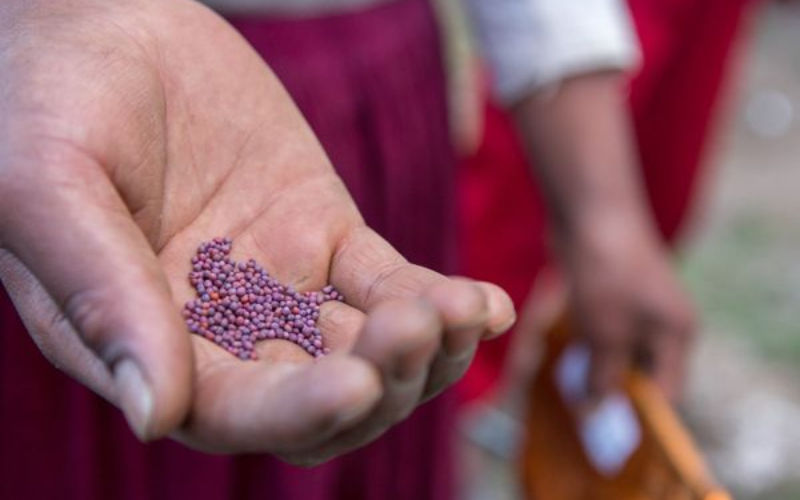 Will you help CAFOD to support farmers around the world in the fight to keep their rights to their own seeds?  