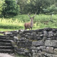 Pope – Pilgrimages – Padley